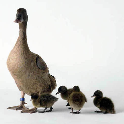 Broiler Duck Feed in Jamnagar, Gujarat, India - Hindustan Animal Feeds