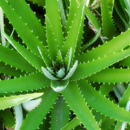 Aloe Vera Extract Aloin in Xian, Shaanxi, China - Xi'an Aladdin ...