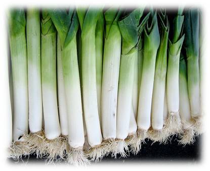 Leeks in mel kodappamund, Ooty - | Ashok Sharda Narayana Exporters