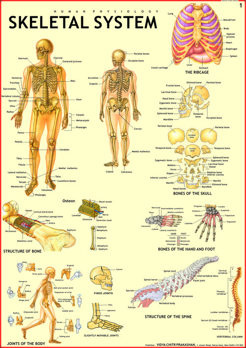 female diagram anatomy marathi