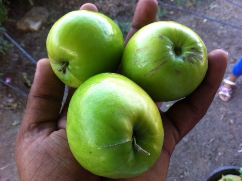 apple-ber-in-jamnagar-gujarat-india-om-farm