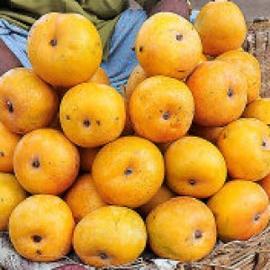 Rumani Mangoes in Sembiam, Chennai - Exporter and Manufacturer