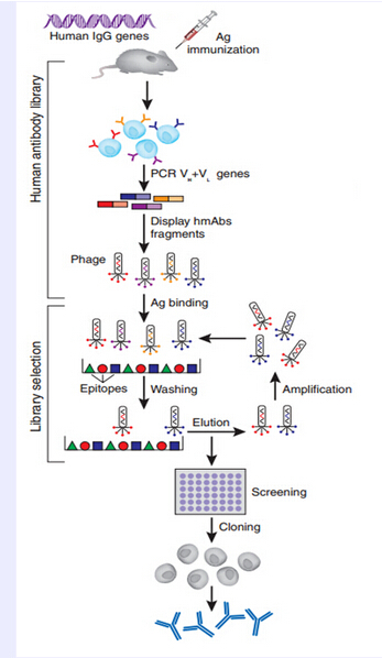 Full Human Antibody Service from Humanized Mouse-derived Antibody ...