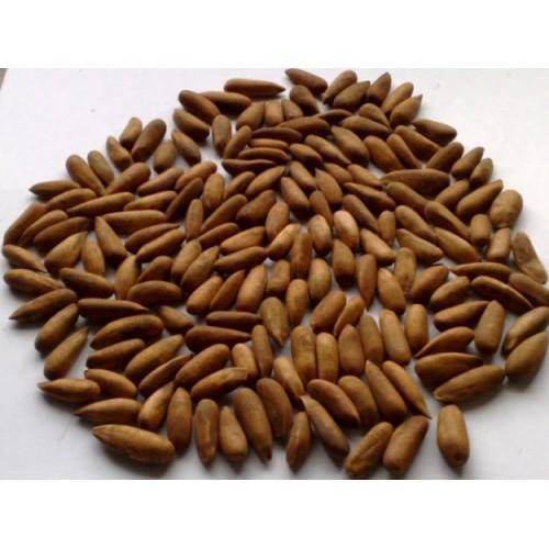 Jalghoza in silo avenue, Kabul - Exporter | Haji Mohammad Yassin ...