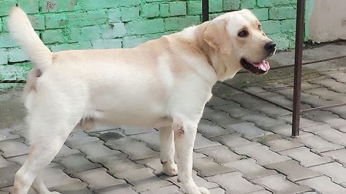 Labrador Retriever in Karnal, Haryana, India - BHATIA KENNEL