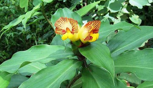 Costus Igneus Common Name