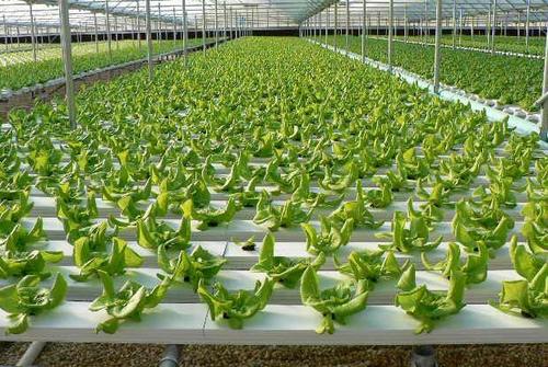 Hydroponic System - Hydroponic System Manufacturers ...