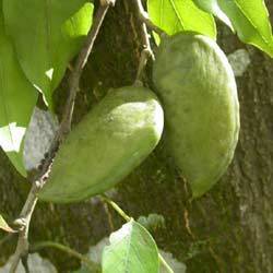 Pongamia Pinnata in Chamelian Road, Delhi - Jatropha Vikas Sansthan