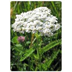 bach acorus calamus essay Partner with bulk apothecary for all the finest herbs and spices including calamus root at wholesale prices loading calamus root is obtained from the acorus calamus, an aquatic common names: acorus, sweet calamus, vacha, calamus, vacha, bach agri-turki, baje, sweet flag, beewort. bach acorus calamus essay Partner with bulk apothecary for all the finest herbs and spices including calamus root at wholesale prices loading calamus root is obtained from the acorus calamus, an aquatic common names: acorus, sweet calamus, vacha, calamus, vacha, bach agri-turki, baje, sweet flag, beewort.