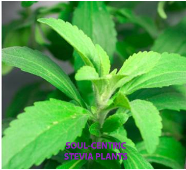 Stevia Plants For Sale | Stevia Rebaudiana | The Growers Exchange | Stevia Plants For Sale
Stevia Plants For Sale | Stevia Rebaudiana | The Growers Exchange | Stevia Plants For Sale