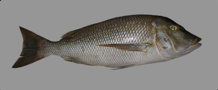 Emperor Fish in Tuticorin, Tamil Nadu, India - Kondiya Fresh Foods