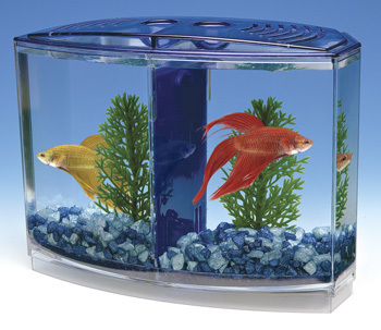 Betta Box in Delhi, Delhi, India - FISH AQUARIUM HOME