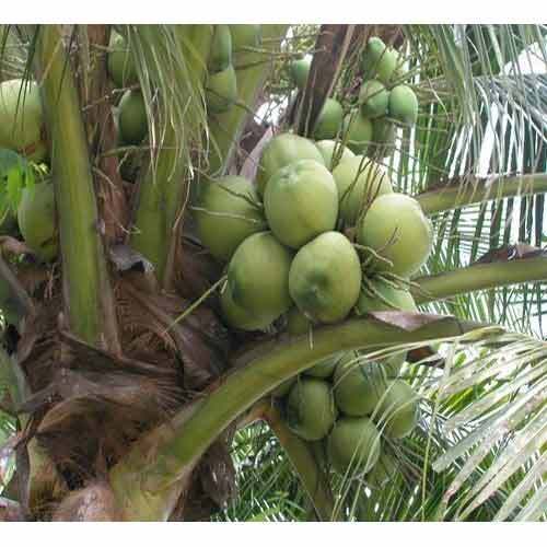 Tender Coconut in Tirupur | Suppliers, Dealers & Traders