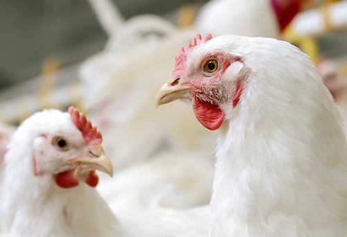 Meat, poultry & sea food